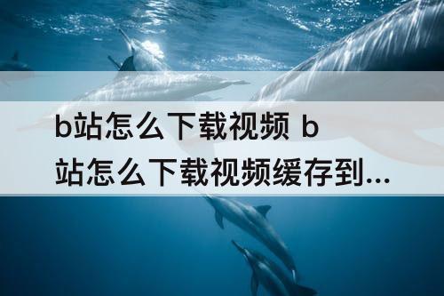 b站怎么下载视频 b站怎么下载视频缓存到本地没有声音